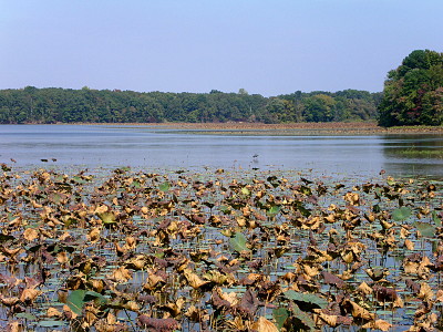 [View of an expanse of water with yellowed water lily pads sticking out of the foreground and a wall of leafy green trees at the water's far edge. The cloudless sky is bright blue.]